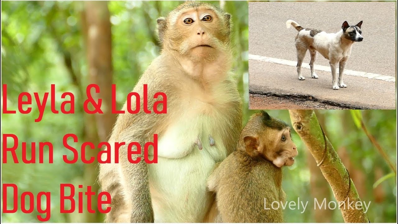 Baby Lola Remember and Scared From Dog Bite Can Klll Her Again If Not Be Careful | Baby Monkey Lola.