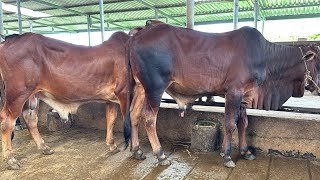 Những Mẫu Bò Vỗ Béo Khung Tàng Tại Trại Cùng Cái Ủ Giá Tốt 