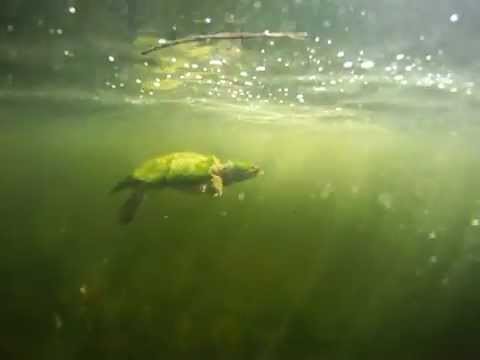 swimming with a snapping turtle