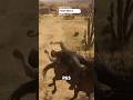 #reddeadredemtion2 #reddeadonline #rdr2 #rdr2rp #rdr2online #рдр2 #рдр2онлайн #рдррп #horse #лошади