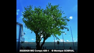 20220429 MG Compo 429 1