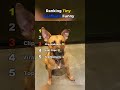 Tiny Goofballs Being Hilariously Funny 🐹😂 Small But Wild || #tinyanimals #ranking