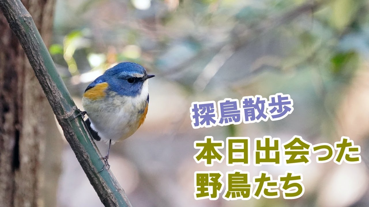 探鳥散歩 埼玉県狭山市の公園で出会った野鳥たち Youtube