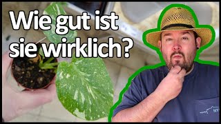 Monstera 'Thai Constellation' von TOOM| Flol - YouTube