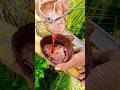 coconut wine making process only from coconutree