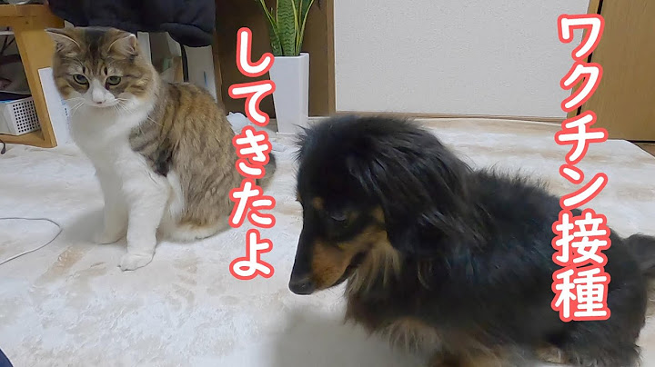 犬を病院に連れて行こうとしたら猫がめっちゃ心配していた【保護猫】