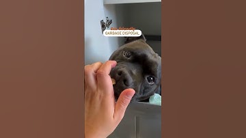 When Fido Becomes the Eco Friendly Garbage Disposal Solution 🌿🗑️🐾