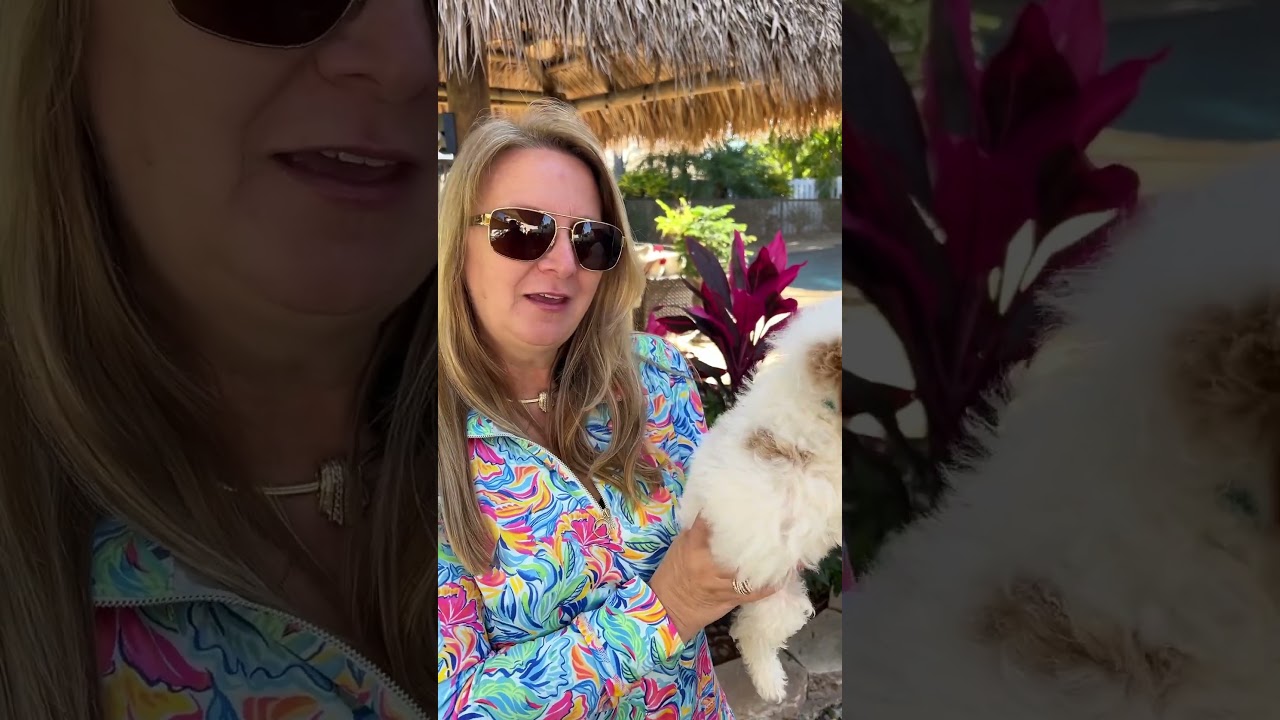 Heidi - F1B Mini Goldendoodle DOB 12/17