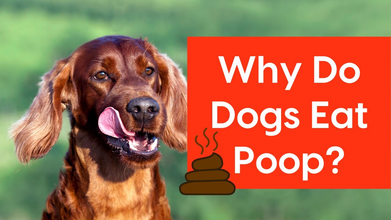 how long after a dog eats should they poop