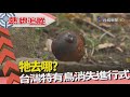熱線追蹤-台灣特有鳥 消失進行式