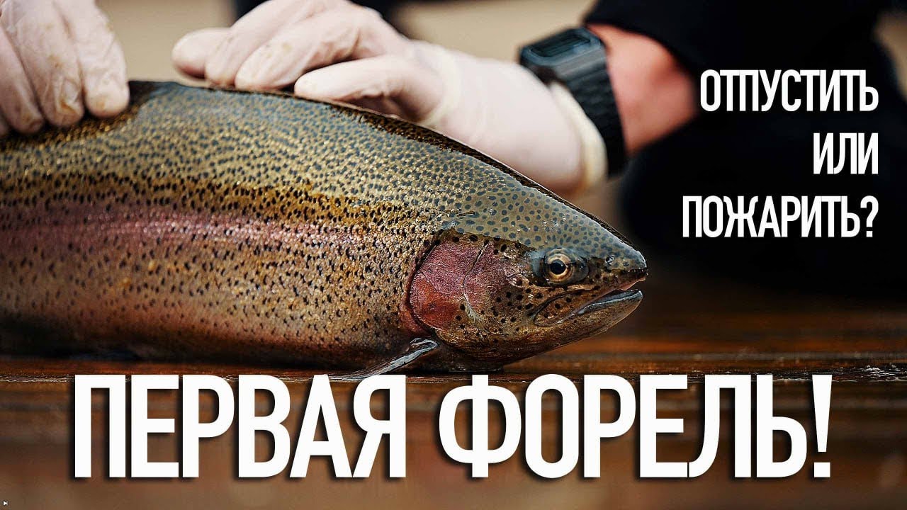 КАК ПОЙМАТЬ ФОРЕЛЬ НА ПЛАТНОМ ВОДОЁМЕ? СЕКРЕТЫ УСПЕХА ДЛЯ НАЧИНАЮЩИХ