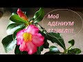 НАКОНЕЦ ТО МОЙ АДЕНИУМ ЗАЦВЕЛ🌺🌺🌺!!!)))