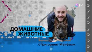 Питомник Хтон на TV. Часть 4-Ориентальные кошки Питомник Хтон на TV. Часть 4-Ориентальные кошки