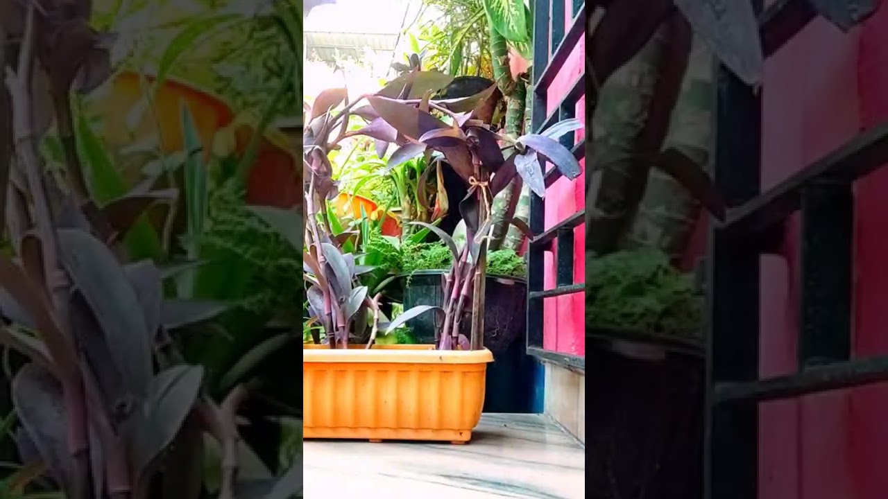 Purple heart plant decoration idea/Beautiful purple heart plant decoration 