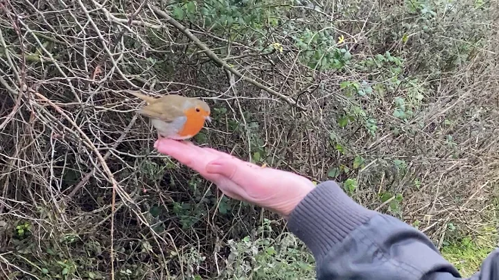 Jill Colman feeding a very trusting Robin at RSPB ...