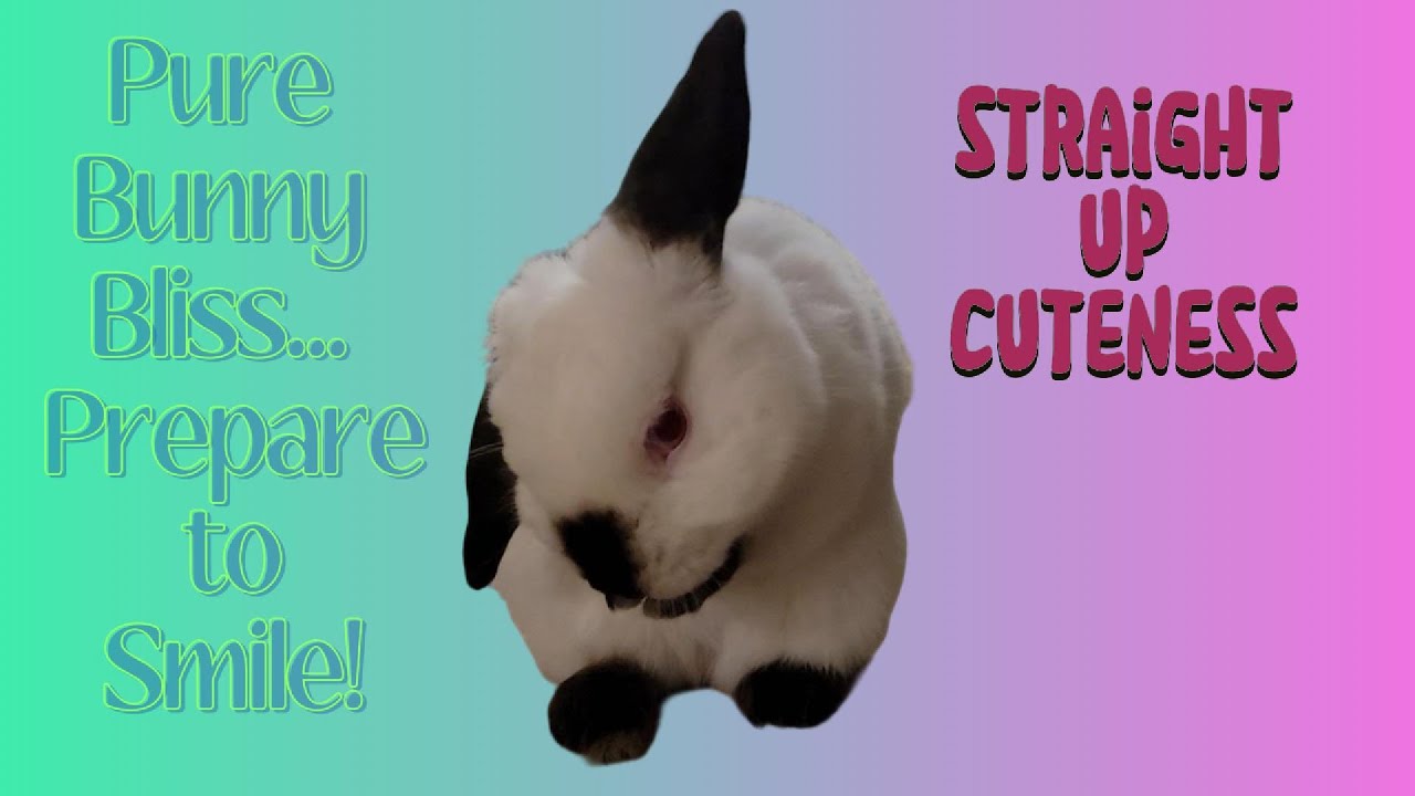 Can You Handle This Much Cuteness? (Bunny Edition) YouTube