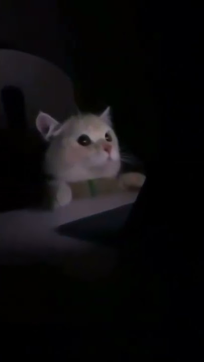 Cat Got Caught Using Laptop 😂 面白い猫| Funny Cats| #shorts #viralshorts #cat #funny #funnyvideo #cute