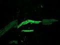 Bioluminescence fungi