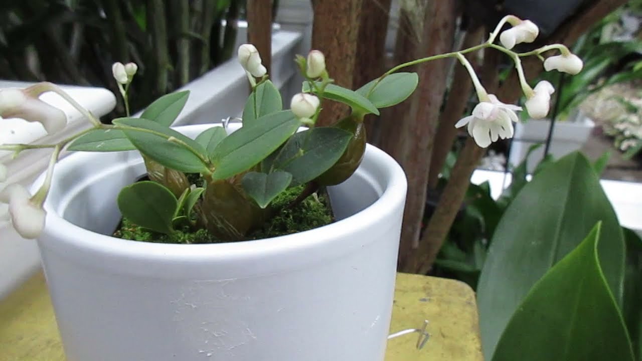 Tiniest Latouria Dendrobium: Dendrobium Aberrans