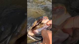 Imagine... 2m of power in one fish! #fishing #catfish #brandenburg #catfishing