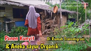 Download Lagu 🔴PANEN KUNYIT DAN ANEKA SAYURAN‼️SERBA SERBI DI RUMAH TRANSMIGRASI MP3