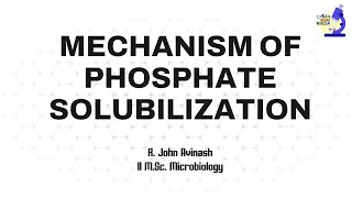 Mechanism of Phosphate Solubilization || Microbial Inoculant Technology || Avi's Micro World