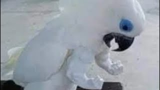 You Wont Believe What This Parrot Did To This Hamster