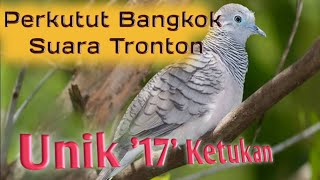 SUARA PERKUTUT BANGKOK, Unik 17 kuk, pancingan yg joss