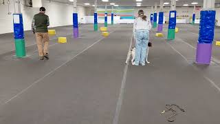 Intermediate AKC Fetch Test