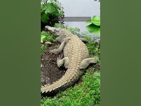 How Long Do Crocodiles Live For in The Wild? #shorts #crocodiles #