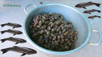 Hướng dẫn "Bài ủ ốc gia truyền" siêu quấn ổ Trắm Đen | Fishing Tour Vietnam