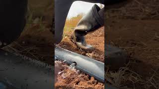 Setting drip irrigation system #short #shorts #trendin