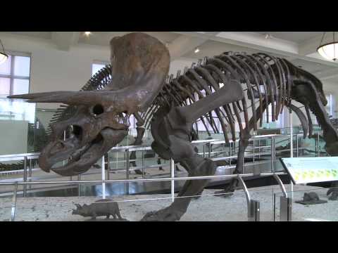 Video: Od kod ime sauropod?