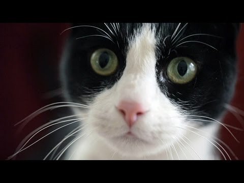 Video: Vraťte se k přírodě pomocí kočárku Eco Cat Kickstarter