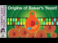The evolutionary origins of the baker’s yeast Saccharomyces cerevisiae