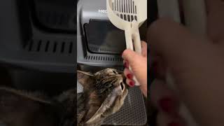 Level Up Your Cat Care with a Smarter Litter Box! #CatLoversUnite