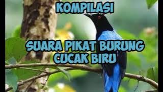 suara ampikat cucak biru kompilasi dijamin ampuh para pemikat boleh mencoba