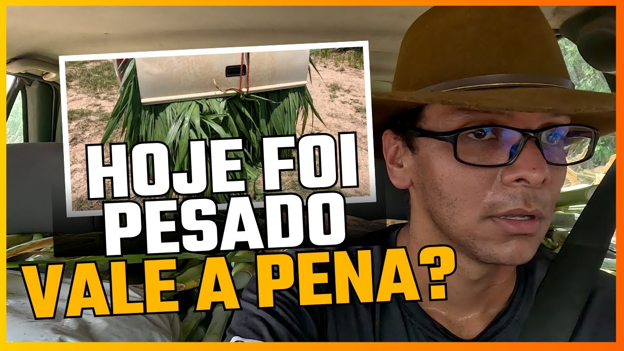 Cortando capim e tratando os cavalos antes da virada