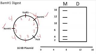 AP Biology: Restriction Enzyme Digests on Circular Plasmids Problem Set 2