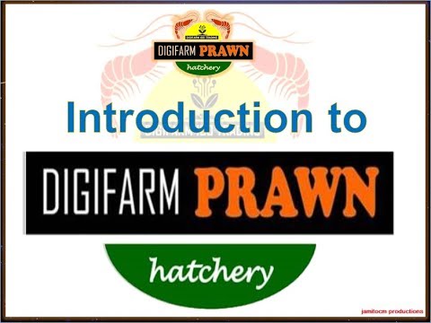 Introduction to DigiFarm Prawn Hatchery