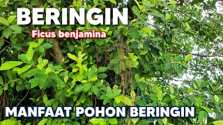 Manfaat Pohon Beringin Ficus Benj Weeping Fig Beringin