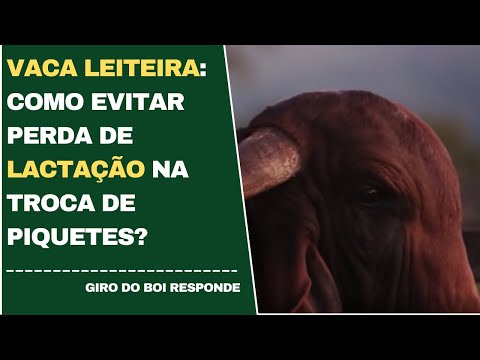 VACA LEITEIRA: COMO EVITAR PERDA DE LACTAÇÃO NA TROCA DE PIQUETES?