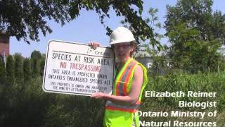 Species at risk and the Parkway by HG Parkway 188 views 10 years ago 7 minutes, 8 seconds