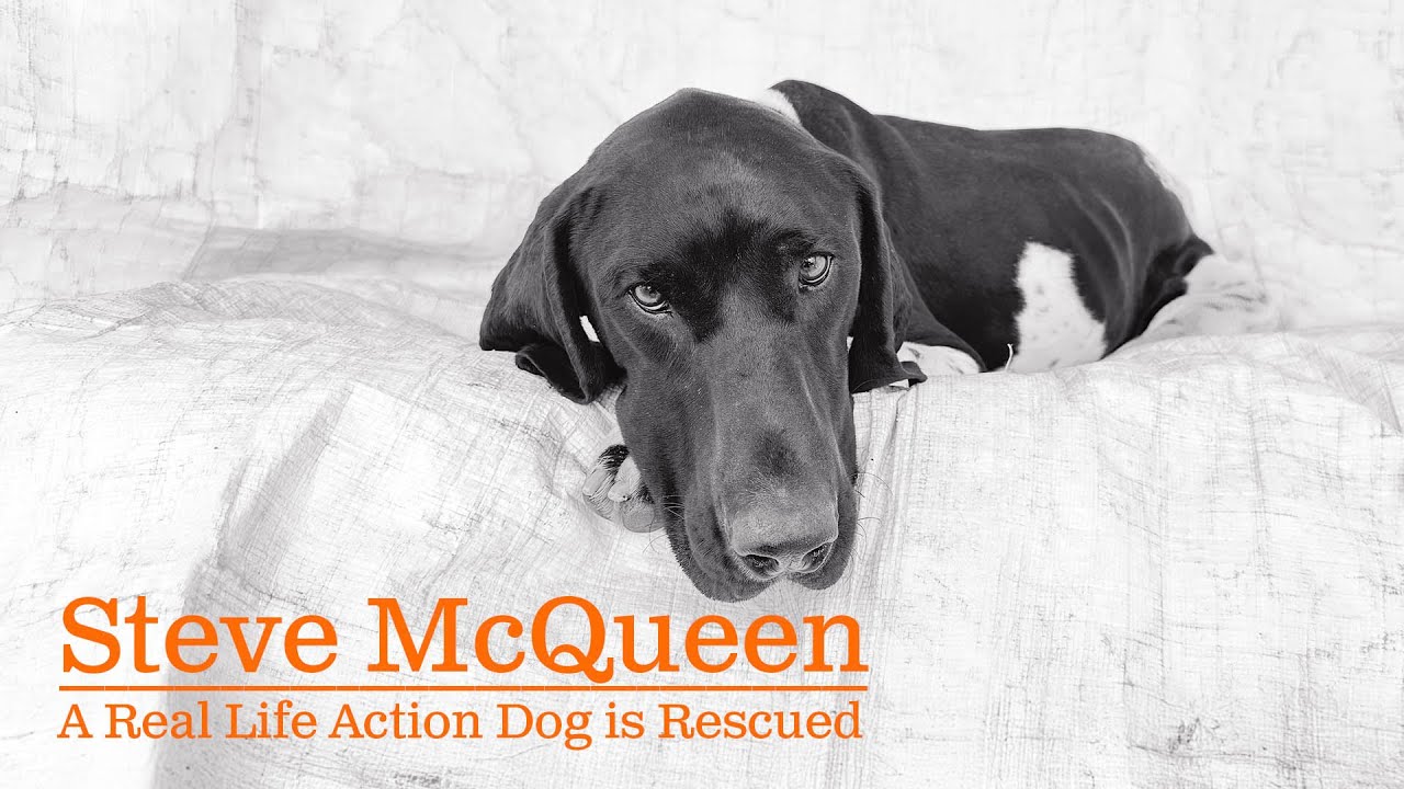 Как приютский пёс по кличке Стив Маккуин получил свой второй акт