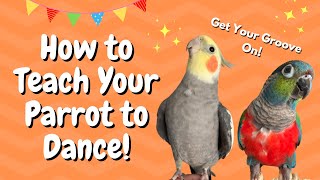 How to Teach Your Parrot to Dance! | BirdNerdSophie