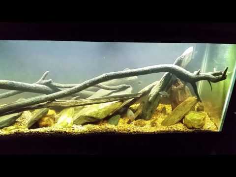 I replaced The T8 Fluorescent Light On My Native Tank