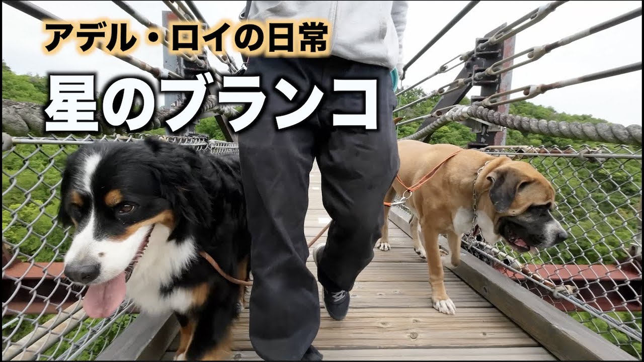 星のブランコに乗りに行きました！