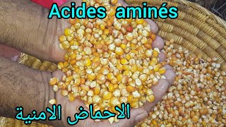 الذرة منافعها لا تعد / le maïs et ses intérêts