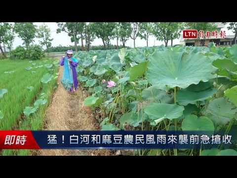 猛!白河和麻豆農民風雨來襲前急搶收 - 猛!白河和麻豆農民風雨來襲前急搶收