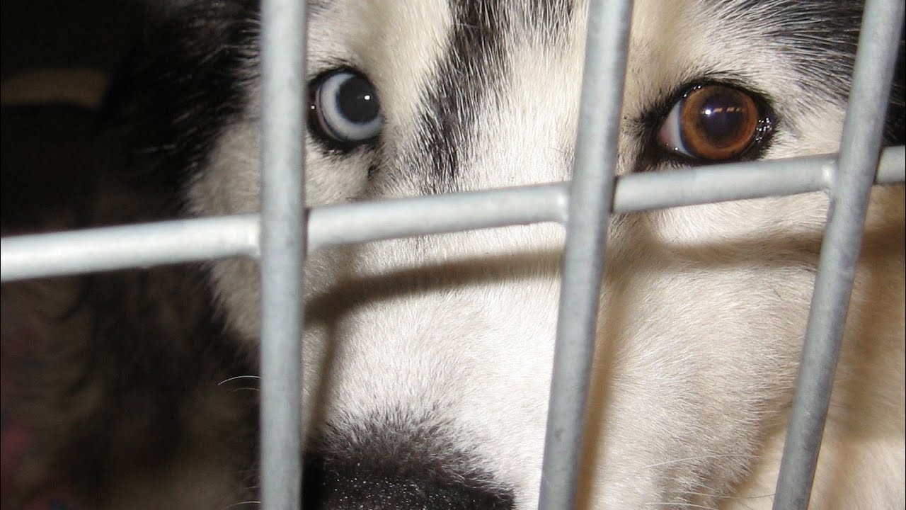 The Outtakes - Taysia Blue HUSKY NATION HOLIDAY 2012